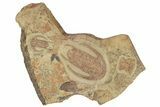Pair Of Early Cambrian Trilobites (Perrector) - Tazemmourt, Morocco #209718-1